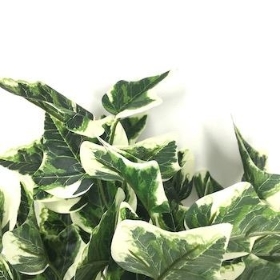 Variegated Ivy Bush 33cm 