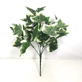 Variegated Ivy Bush 33cm 