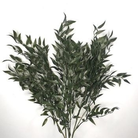 Dark Green Ruscus Bush 53cm