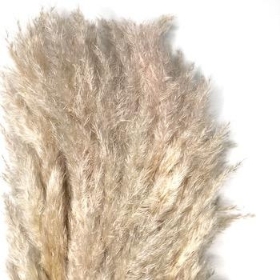 Dried Fluffy Pampas Grass 110cm x 5 stems