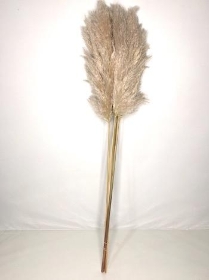 Dried Fluffy Pampas Grass 110cm x 5 stems