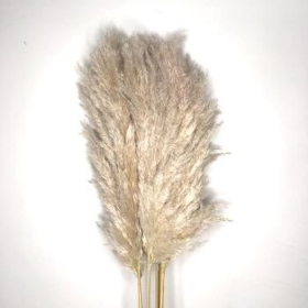 Dried Fluffy Pampas Grass 110cm x 5 stems