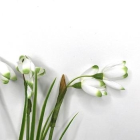 White Snowdrop Bush 31cm