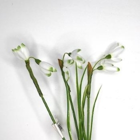 White Snowdrop Bush 31cm