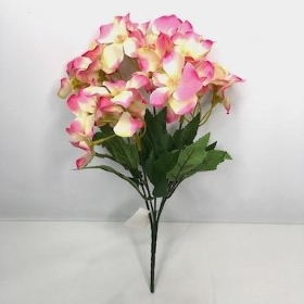 Pink Ivory Hydrangea Bush 30cm