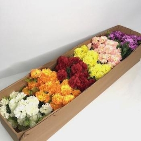 60 x Assorted Mini Mum Bush 28cm