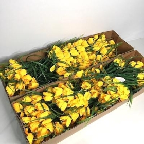 48 x Yellow Mini Tulip Bush 36cm