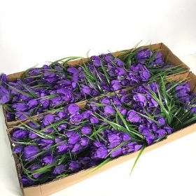 48 x Purple Mini Tulip Bush 36cm