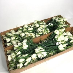 48 x White Mini Tulip Bush 36cm