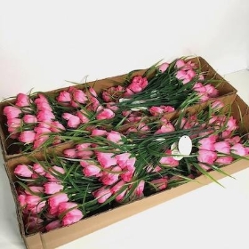 48 x Pink Mini Tulip Bush 36cm