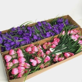 48 x Purple And Pink Mini Tulip Bush 36cm