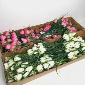 48 x Pink And White Mini Tulip Bush 36cm