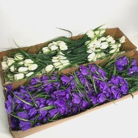 48 x White And Purple Mini Tulip Bush 36cm