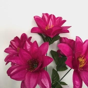 Plum Wild Dahlia Bush 32cm