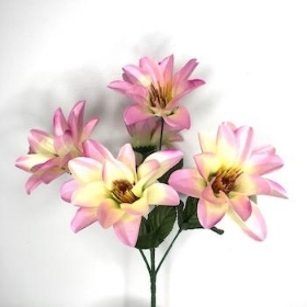 Pink Ivory Wild Dahlia Bush 32cm