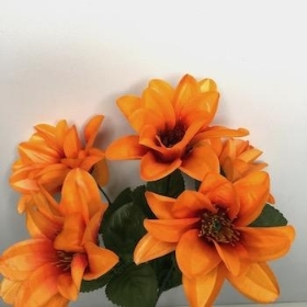 Orange Wild Dahlia Bush 32cm