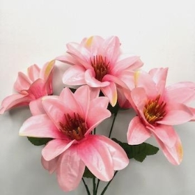 Pink Wild Dahlia Bush 32cm