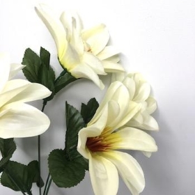 Ivory Wild Dahlia Bush 32cm