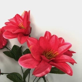 Cerise Wild Dahlia Bush 32cm