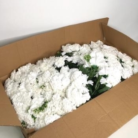 48 x White Carnation Bush 32cm