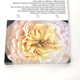 Ivory Garden Rose Folding Card x 25
