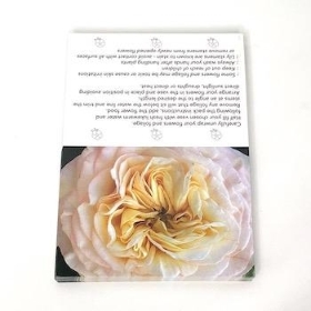 Ivory Garden Rose Folding Card x 25