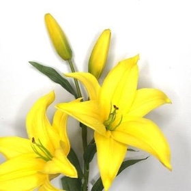 Yellow Real Touch Lily 58cm