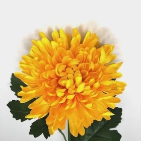 Yellow Chrysanthemum Bloom 62cm