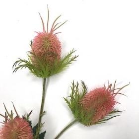 Pink Thistle 65cm