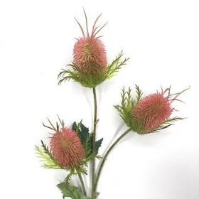 Pink Thistle 65cm