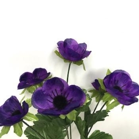 Purple Poppy Bush 30cm