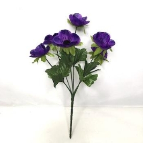 Purple Poppy Bush 30cm