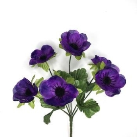 Purple Poppy Bush 30cm
