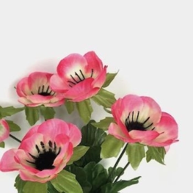 Pink Poppy Bush 30cm