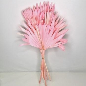 Pale Pink Dried Sun Palm Bundle 50cm