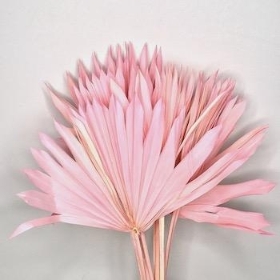 Pale Pink Dried Sun Palm Bundle 50cm