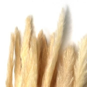 Dried Bleached Mini Plume Grass 60cm