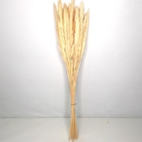 Dried Bleached Mini Plume Grass 60cm