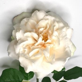 Cream Wild Rose 62cm