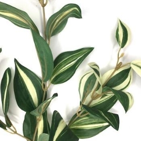 Variegated Green Tradescantia Spray 73cm