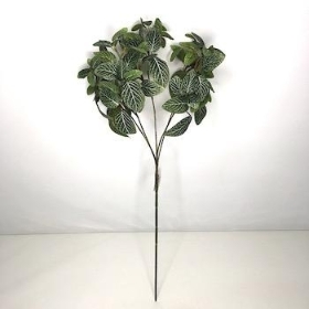 Green Fittonia Spray 55cm