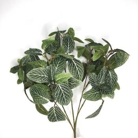 Green Fittonia Spray 55cm