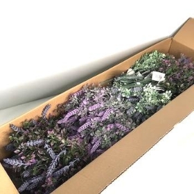 48 x Assorted Lavender Bush 30cm