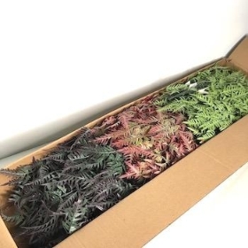 48 x Assorted Fern Bush 35cm