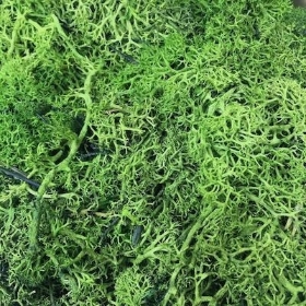 Green Reindeer Moss 450g