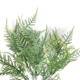 Green Asparagus Fern Bush 34cm