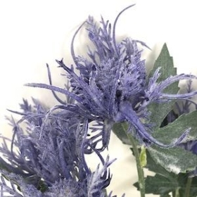 Blue Thistle Bush 32cm