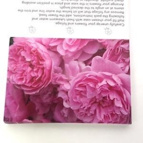 Pink Peony Folding Card x 25