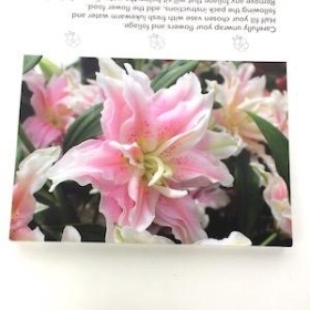 Pink Lily Folding Card x 25