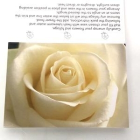 Cream Rose Folding Card x 25